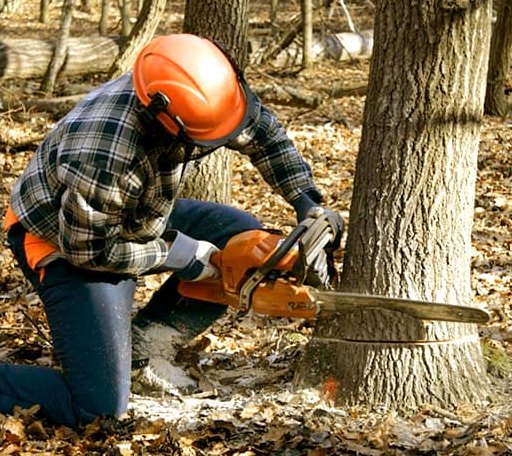 Tree Removal in Mill Creek, OK